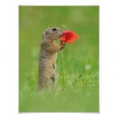 Poster van Duijn - Erdhörnchen mit Mohnblume 
