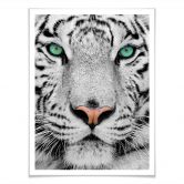 Poster Gorgeous Sumatran Tiger 