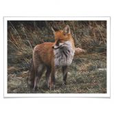 Poster - Fuchs 02 