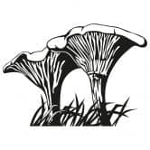 Wandtattoo Pfifferlinge 