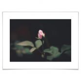 Poster Blüte einer Rose 