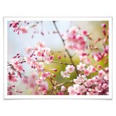 Poster Cherry Blossoms 