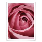 Poster Die rosa Rose 