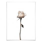 Poster Die weiße Rose 