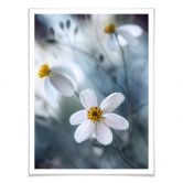 Poster Disher - Die weiße Blüte 