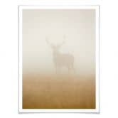 Poster Harling - Hirsch im Nebel 