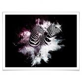 Poster Hugonnard - Wild Explosion: Zwei Zebras 