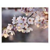 Poster Sakura branch 