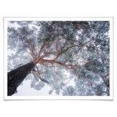Poster Krivec - Boom in de Winter 