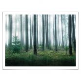 Poster Lindsten - Im Wald 
