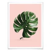 Poster Loose - Monstera Ant 