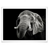 Poster Meermann - Der Elefant 