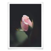 Poster Rosa Blüte einer Rose 