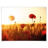 Poster Sonnenflut im Mohnfeld 