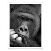 Plakat - Wenner - Gorillaen 