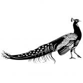 Wandtattoo Pfau 1 