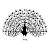 Wandtattoo Pfau 2 