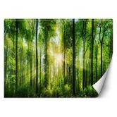 Fototapete, Sonnenstrahlen im Wald 