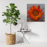Leinwandbild, Orangefarbene Sonnenblume 