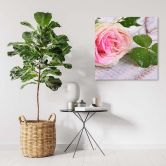 Leinwandbild, Rose Blumen Natur 