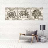 Leinwandbild 3-teilig, Retro-Muscheln 