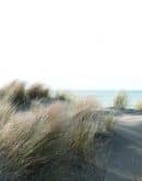 Photo wallpaper with grass by the sea beige,Flower 2,70 x 2,12 m 