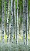 Fototapete mit Birken im Wald Weiß, Grün ,Floral 2,70 x 1,59 m 