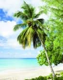 Fototapete mit Palme am Strand Grün, Blau ,Floral 2,70 x 2,12 m 