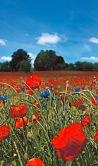 Bloemenweide en blauwe lucht behang Rood, Groen, Bloemig 2.70 x 1.59 m 