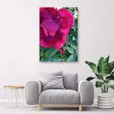 Canvas schilderij, Pioenroos bloemen 