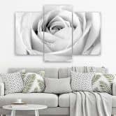 Leinwandbild 3-teilig, Weiße Rose Blumen 