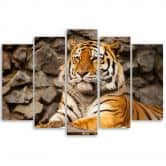 Canvas print 5 stuks, Afrika tijger dieren 