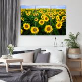 3-delige canvas print, Zonnebloemen Weide 