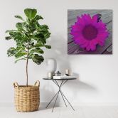 Leinwandbild, Rosa Sonnenblume 