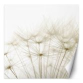 Fototapete, Pusteblume in Weiß 