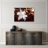 Canvas schilderij, Witte lelie op bruine achtergrond 
