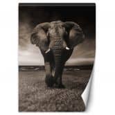 Fototapete, Elefant Tier Afrika 