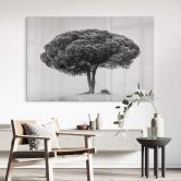 Tableau sur verre acrylique Martin - Arbre en noir et blanc 