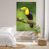 Acrylglasbild van Duijn - Fischertukan in Costa Rica 