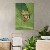 Acrylglasbild Laubfrosch im Regenwald - van Duijn 