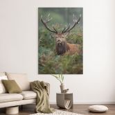 Acrylglasbild Rothirsch - Wächter des Waldes - van Duijn 