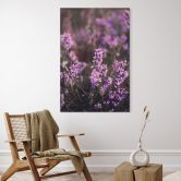 Wanddecoratie paarse heidebloesem in warm licht | natuurfotografie voor de woonkamer - Annie - aluminium dibond 