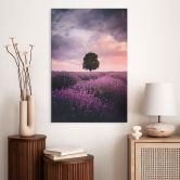 Wandbild Lila Lavendelfelder bei Sonnenuntergang - Cevik - Alu-Dibond 