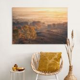 Wandbild Birkenbäume im goldenen Morgentau - Cui - Alu-Dibond 