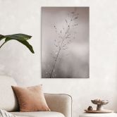 Wandbild Grashalm mit Tautropfen - Sillen - Alu-Dibond 
