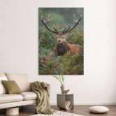 Wandbild Rothirsch - Wächter des Waldes - van Duijn - Alu-Dibond 