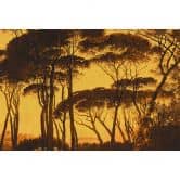 Architects Paper Fototapete Atelier 47 Treetops Wald 