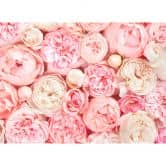 Livingwalls Fototapete Designwalls Roses Blumen 