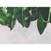 Livingwalls Fototapete Designwalls Leaves Wall Natur 