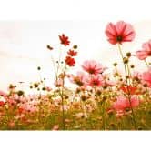 Livingwalls Fototapete Designwalls Flower Meadow Blumen 